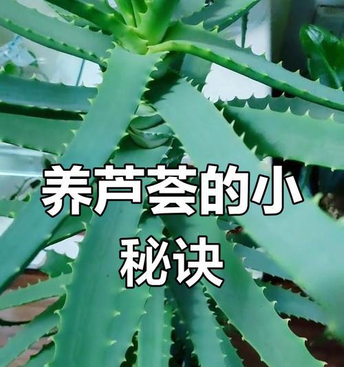 芦荟生根的秘诀是什么？