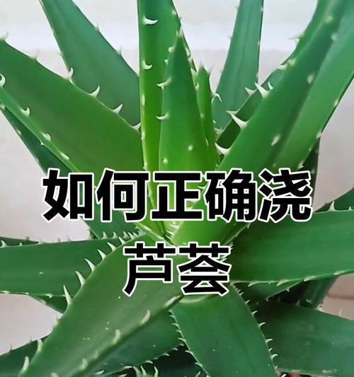 芦荟生根的秘诀是什么？