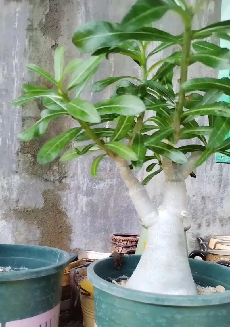 玫瑰盆栽枯萎？有效复壮方法有哪些？