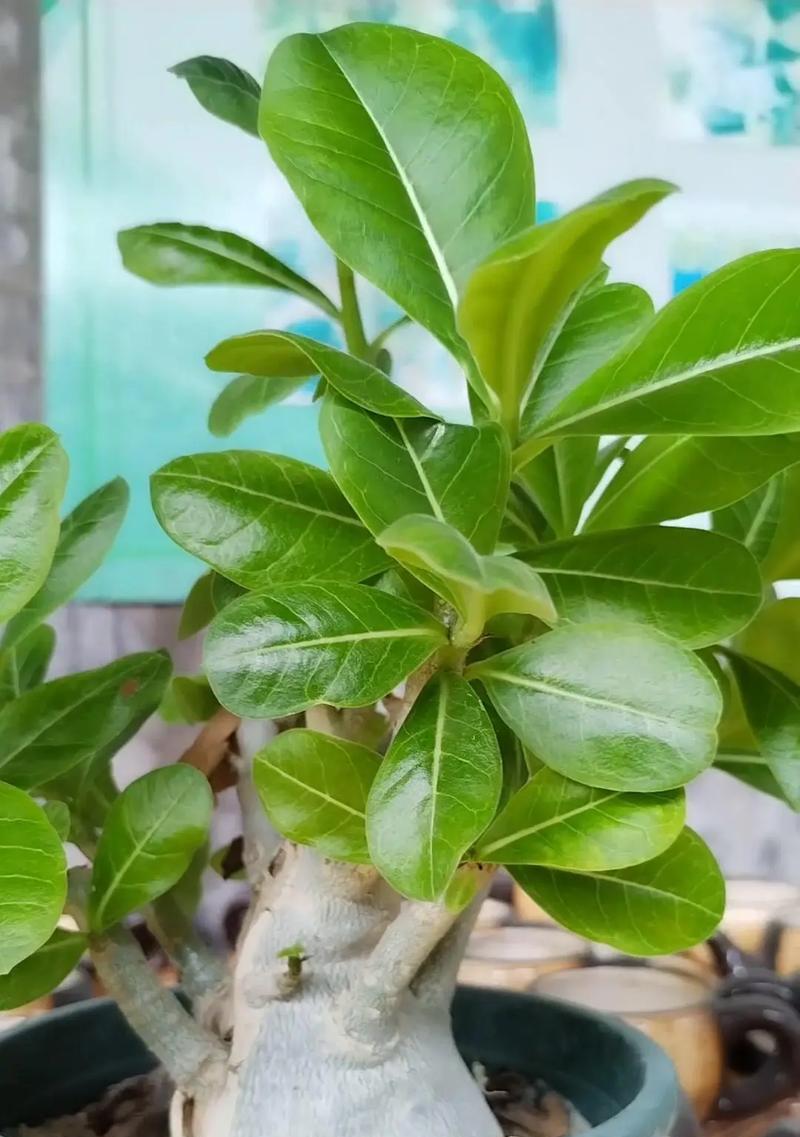 玫瑰盆栽枯萎？有效复壮方法有哪些？