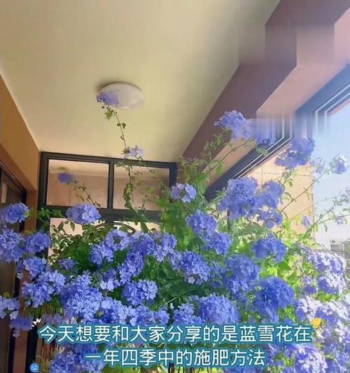 蓝雪花的施肥方法是什么？