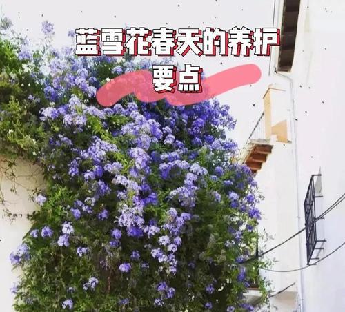 蓝雪花的施肥方法是什么？