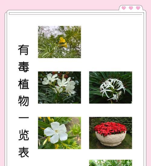 初学者如何种花草？花草种植的常见问题有哪些？