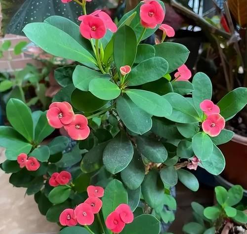 初学者如何种花草？花草种植的常见问题有哪些？