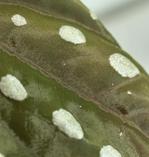 初学者如何种花草？花草种植的常见问题有哪些？