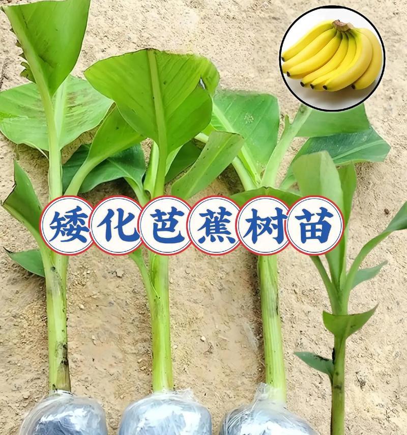 芭蕉种植技术要点有哪些？芭蕉种植过程中应该注意什么？