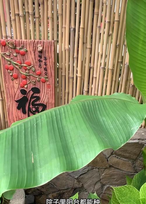 芭蕉种植技术要点有哪些？芭蕉种植过程中应该注意什么？