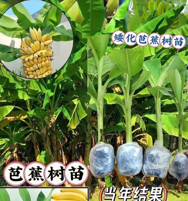 芭蕉种植技术要点有哪些？芭蕉种植过程中应该注意什么？