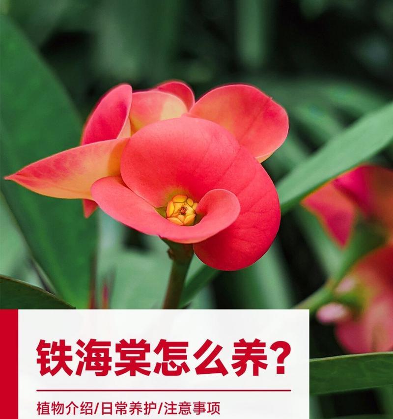 花卉养护的基本常识有哪些？