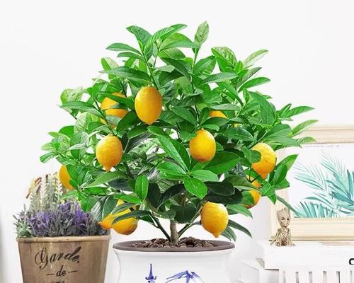 盆栽柠檬树养护技巧有哪些？