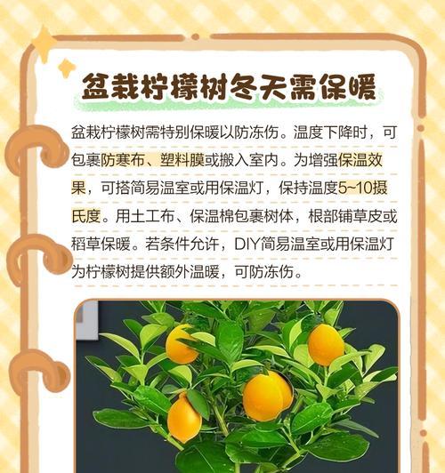 盆栽柠檬树养护技巧有哪些？