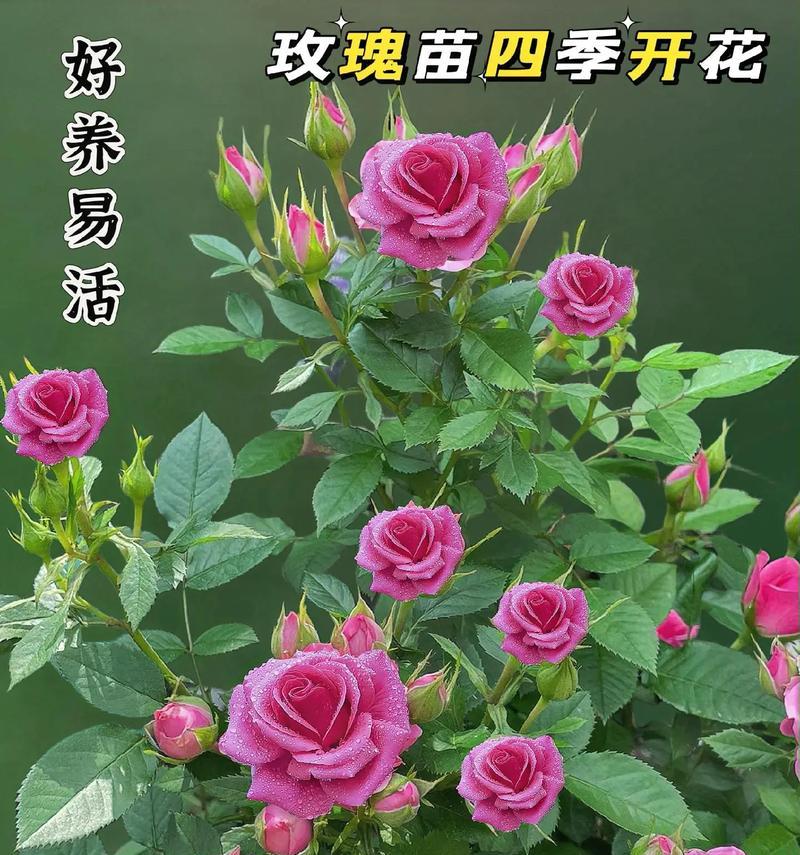 玫瑰幼苗长什么样？如何辨认健康的玫瑰幼苗？