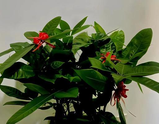 小发才树的养殖技巧有哪些？如何防止其生长不良？