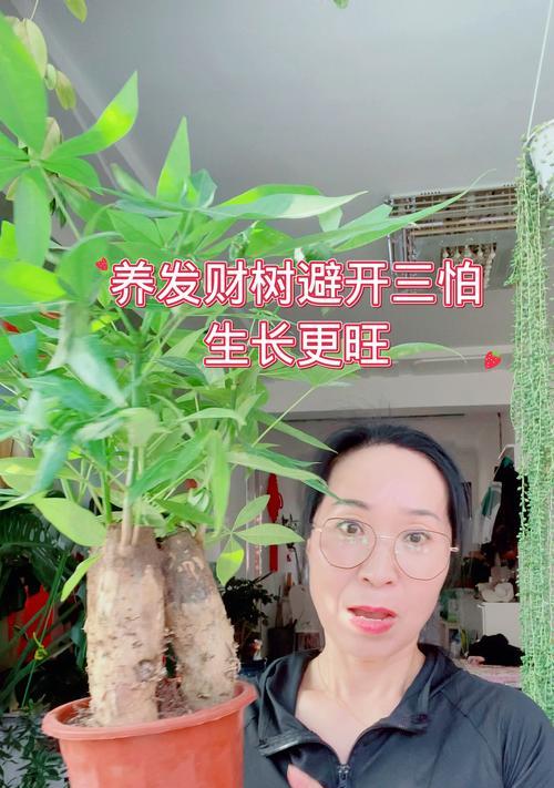 小发才树的养殖技巧有哪些？如何防止其生长不良？