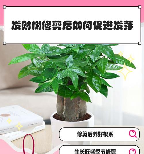 小发才树的养殖技巧有哪些？如何防止其生长不良？