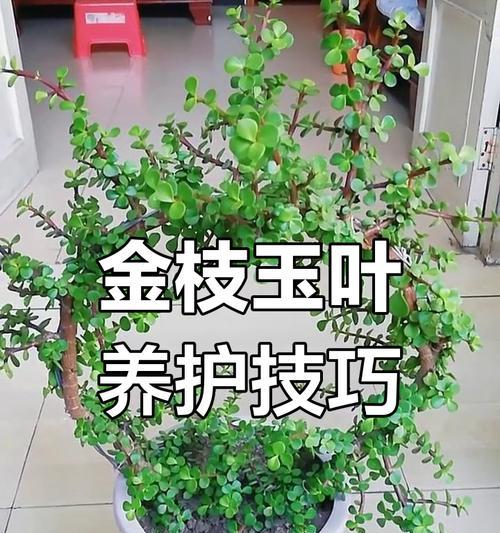 盆景金枝玉叶的养护要点是什么？