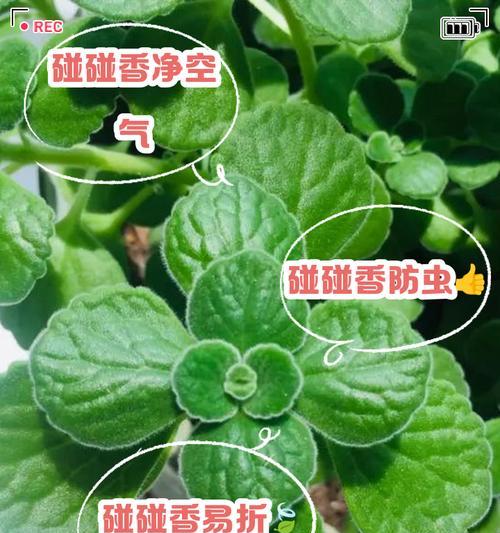 碰碰香繁殖的有效方法有哪些？