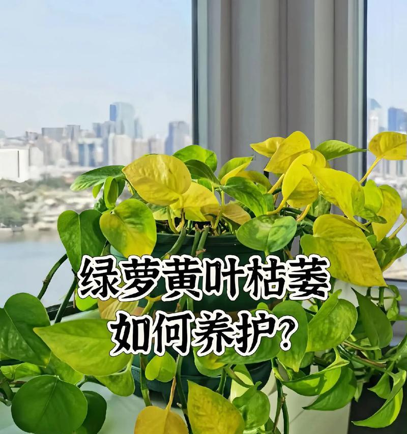 绿罗叶子发黑的解决方法是什么？