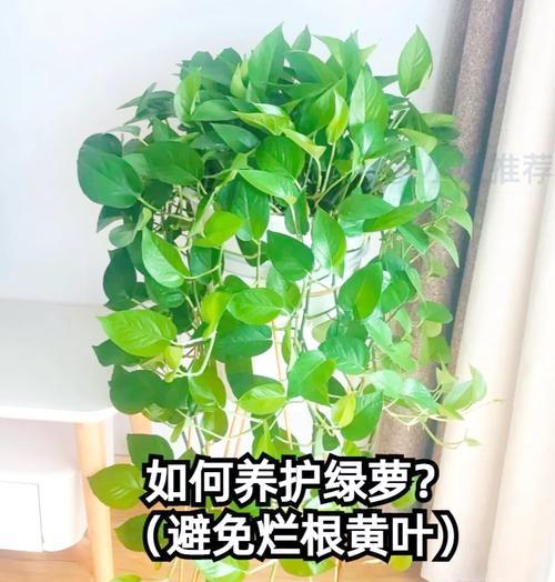 绿罗叶子发黑的解决方法是什么？