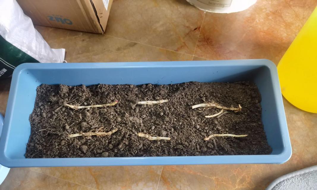 玫瑰种子种植的正确步骤是什么？