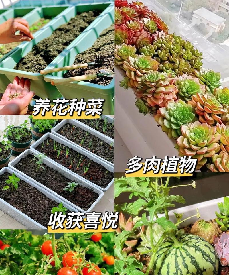 花盆种植花卉的技巧和注意事项有哪些？