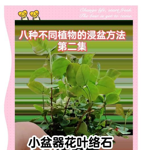 花盆种植花卉的技巧和注意事项有哪些？