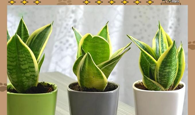花盆种植花卉的技巧和注意事项有哪些？