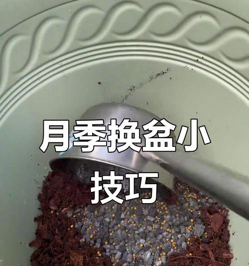 月季换盆的最佳时间和步骤是什么？