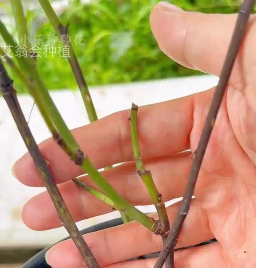 月季换盆的最佳时间和步骤是什么？