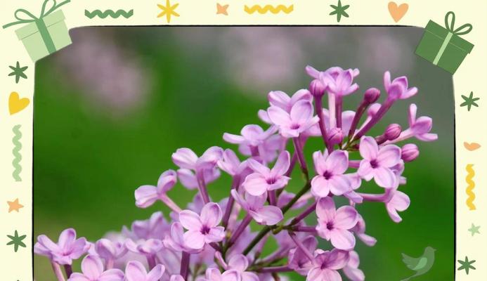 丁香怎么养？丁香花的养殖方法和注意事项有哪些？