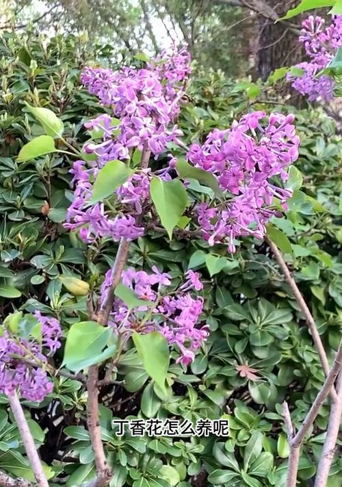 丁香怎么养？丁香花的养殖方法和注意事项有哪些？