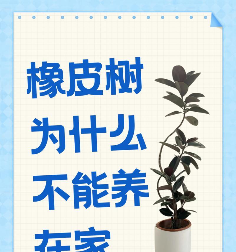 橡皮树烂根了怎么办？橡皮树烂根的处理方法是什么？