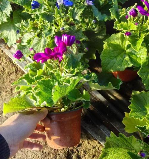 瓜叶菊如何实现二次开花？有哪些技巧？