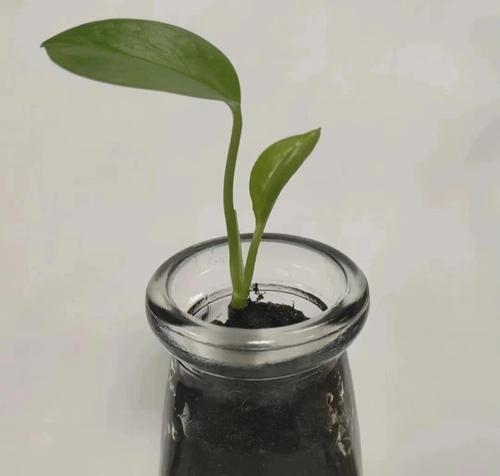 绿萝种植的正确步骤是什么？