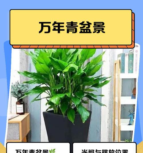 大万年青的养殖技巧是什么？常见问题有哪些？