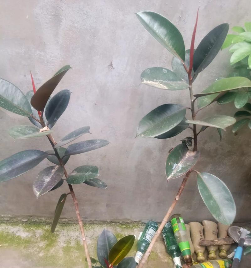 橡皮树生长缓慢的原因及解决方法？