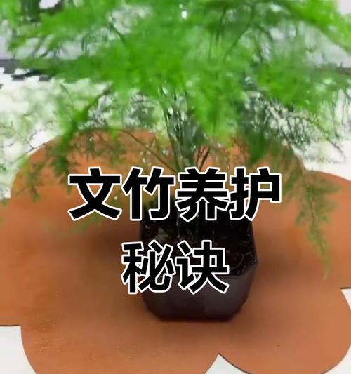 文竹如何浇水？文竹的浇水技巧有哪些？