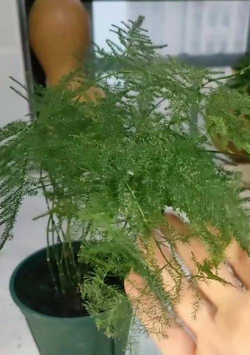 文竹如何浇水？文竹的浇水技巧有哪些？