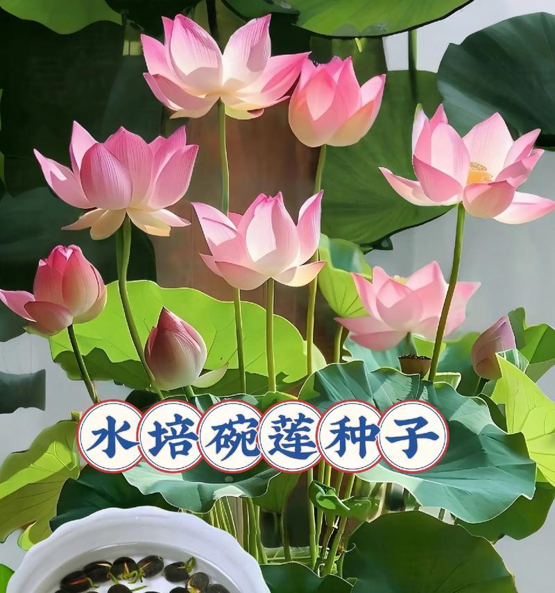 碗莲施肥的最佳时机是什么时候？碗莲施肥有哪些技巧？