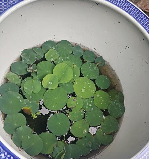 碗莲施肥的最佳时机是什么时候？碗莲施肥有哪些技巧？