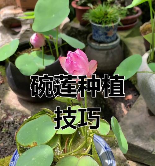 碗莲施肥的最佳时机是什么时候？碗莲施肥有哪些技巧？