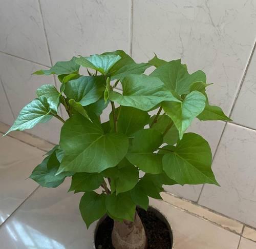 家庭中适合种植哪些盆栽植物？