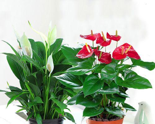 家庭中适合种植哪些盆栽植物？