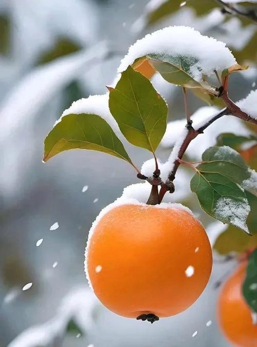 自然界中存在哪些不同种类的雪？