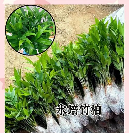 四季花卉有哪些？四季常青花卉的选择和养护要点是什么？