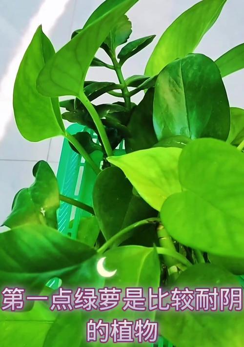 绿萝的养殖方法是什么？如何让绿萝长得更茂盛？