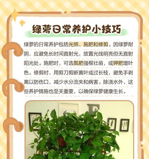 绿萝的养殖方法是什么？如何让绿萝长得更茂盛？