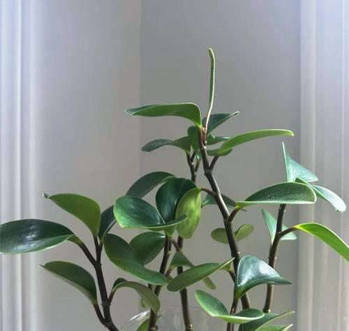 豆瓣植物的养护要点是什么？如何保持健康生长？