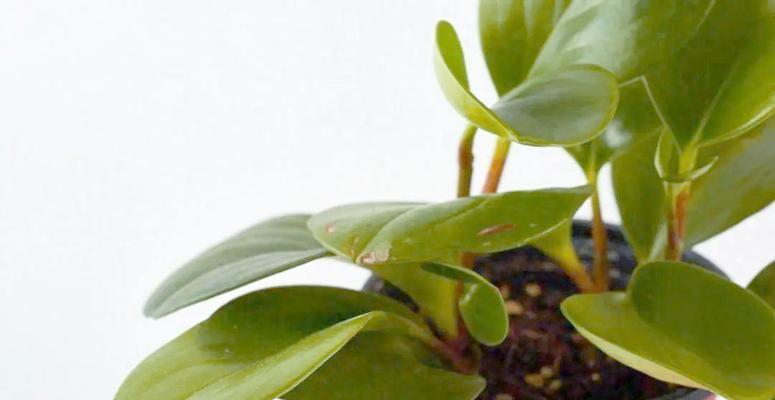 豆瓣植物的养护要点是什么？如何保持健康生长？