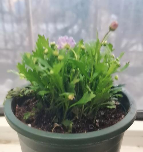 豆瓣植物的养护要点是什么？如何保持健康生长？